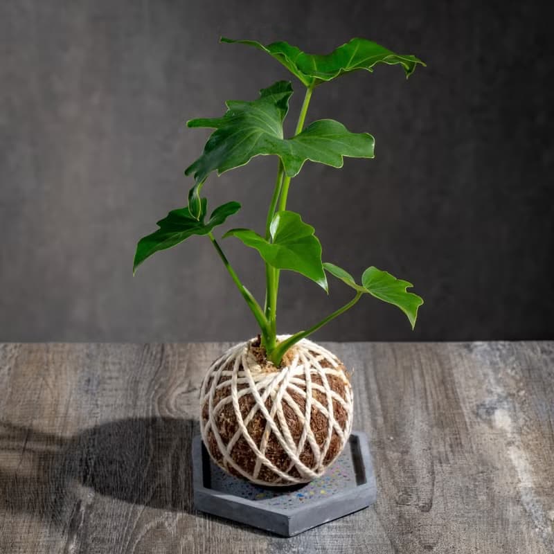 小天使苔球 苔球植物 苔玉 室內植物 辦公室植物 交換禮物