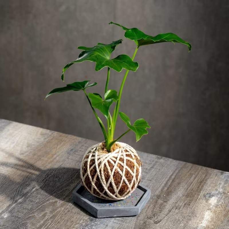 小天使苔球 苔球植物 苔玉 室內植物 辦公室植物 交換禮物