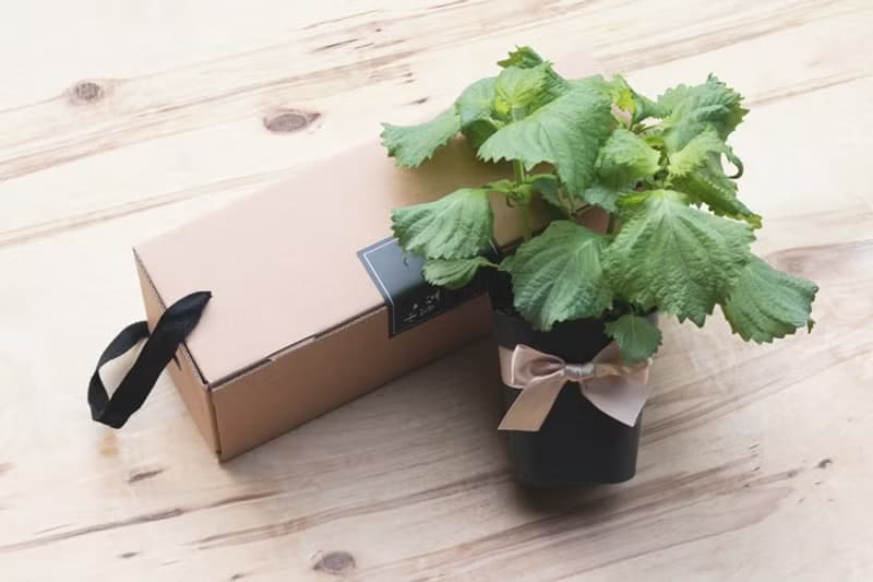 大葉青紫蘇(日本品種)_香草盆栽禮物款