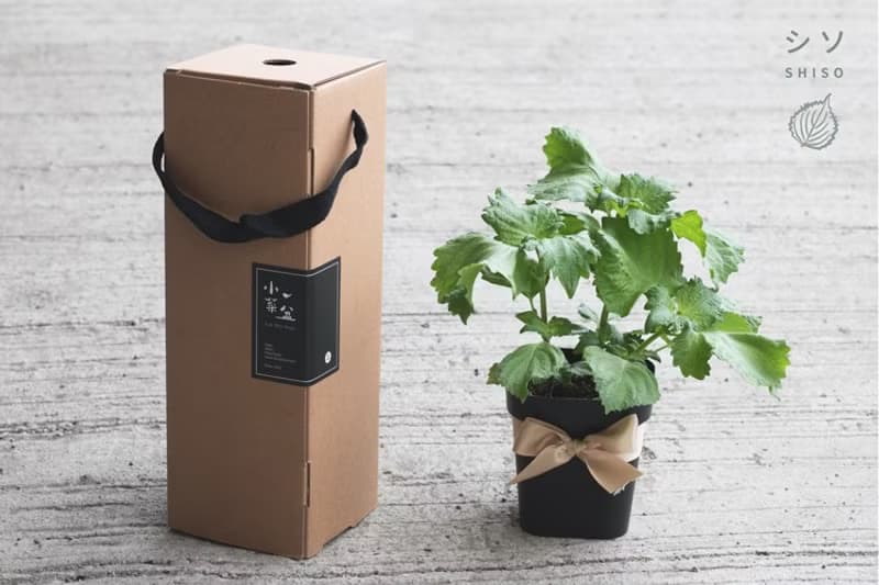 大葉青紫蘇(日本品種)_香草盆栽禮物款