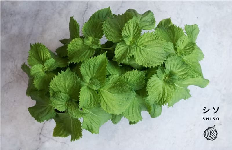 大葉青紫蘇(日本品種)_香草盆栽禮物款