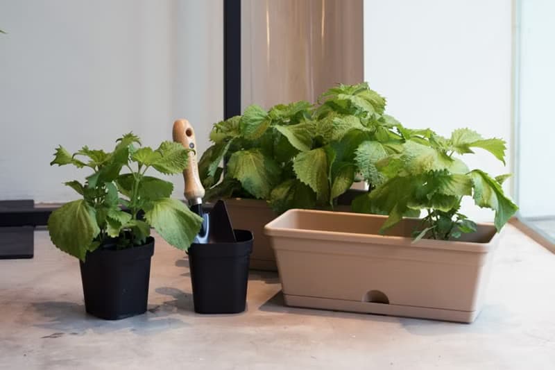 大葉青紫蘇(日本品種)_香草盆栽禮物款