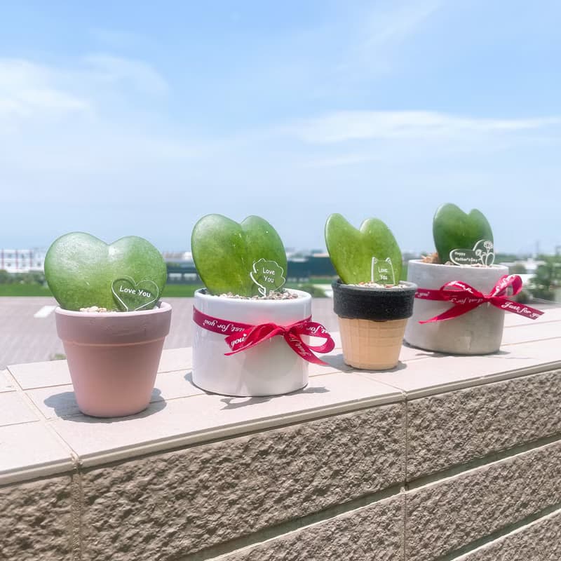 畢業禮物 婚禮小物 告白愛心毬蘭 多肉小盆栽 情人節 生日 紀念