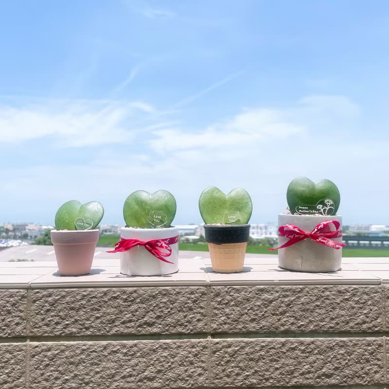 畢業禮物 婚禮小物 告白愛心毬蘭 多肉小盆栽 情人節 生日 紀念