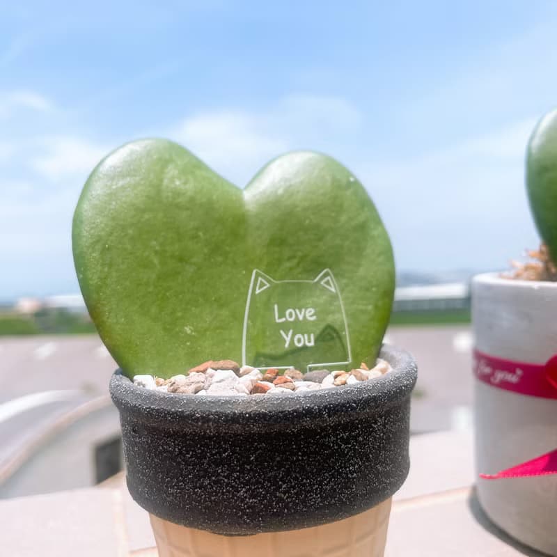 畢業禮物 婚禮小物 告白愛心毬蘭 多肉小盆栽 情人節 生日 紀念
