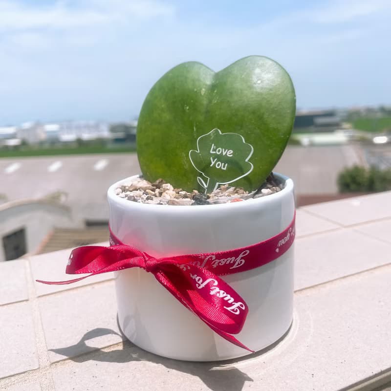 畢業禮物 婚禮小物 告白愛心毬蘭 多肉小盆栽 情人節 生日 紀念