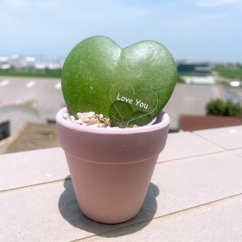 畢業禮物 婚禮小物 告白愛心毬蘭 多肉小盆栽 情人節 生日 紀念