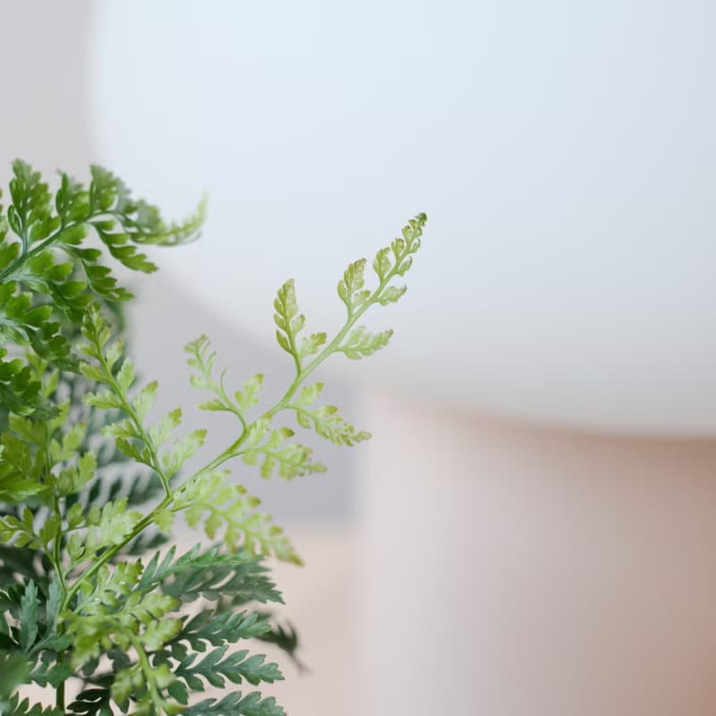兔腳蕨 | 室內植物 | 耐陰植物