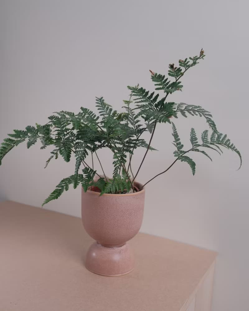 兔腳蕨 | 室內植物 | 耐陰植物