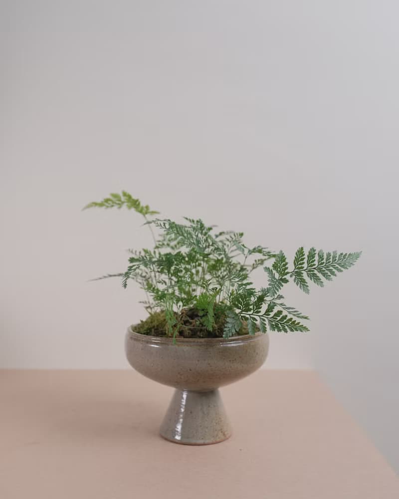 兔腳蕨 | 室內植物 | 耐陰植物