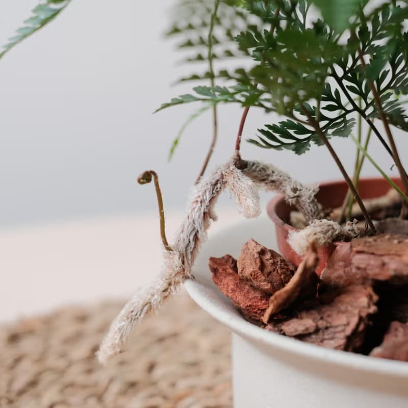 兔腳蕨 | 室內植物 | 耐陰植物