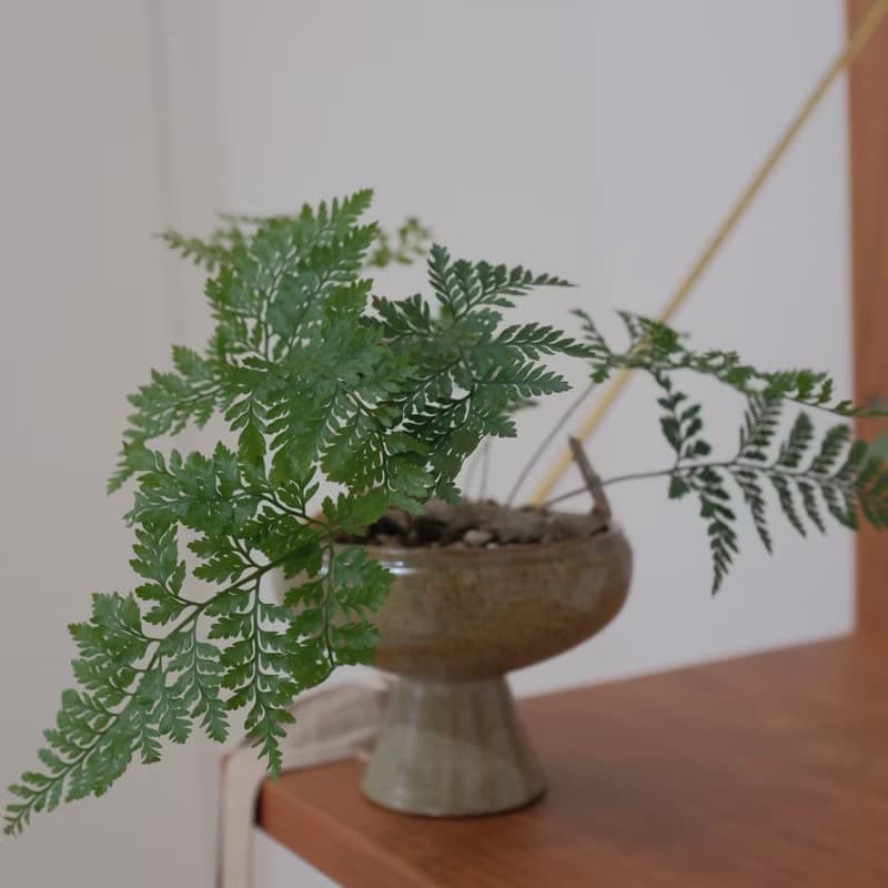 兔腳蕨 | 室內植物 | 耐陰植物
