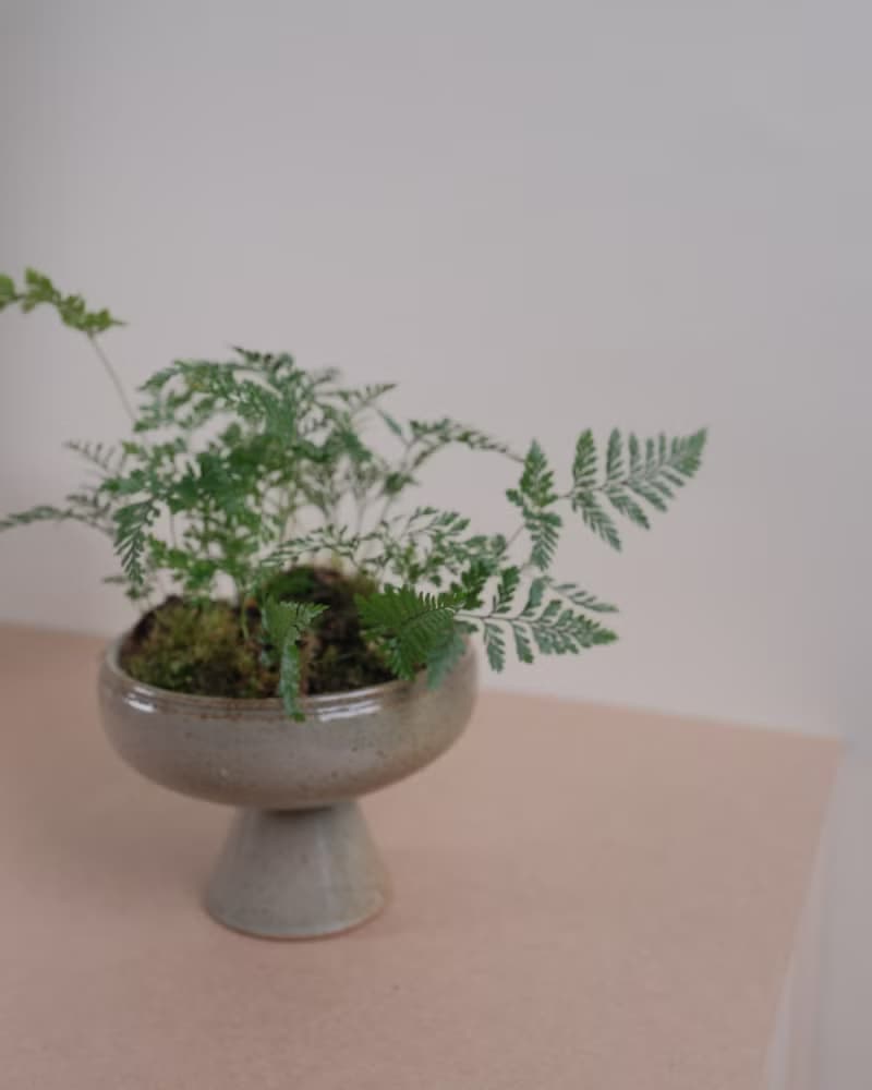 兔腳蕨 | 室內植物 | 耐陰植物