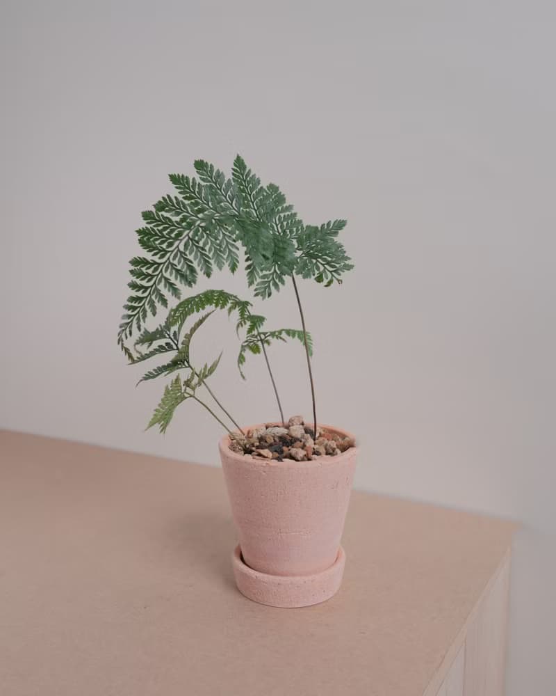 兔腳蕨 | 室內植物 | 耐陰植物