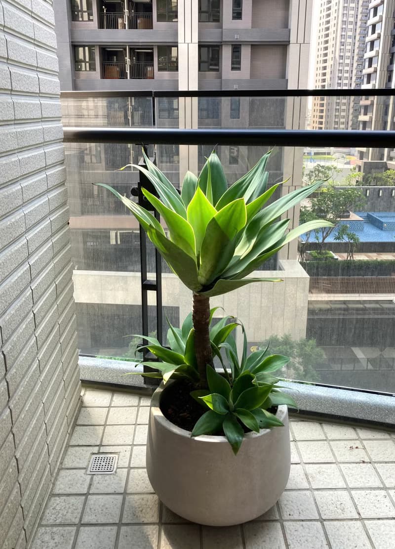 【高光植栽】 翡翠盤龍舌蘭  | 水磨石甕盆