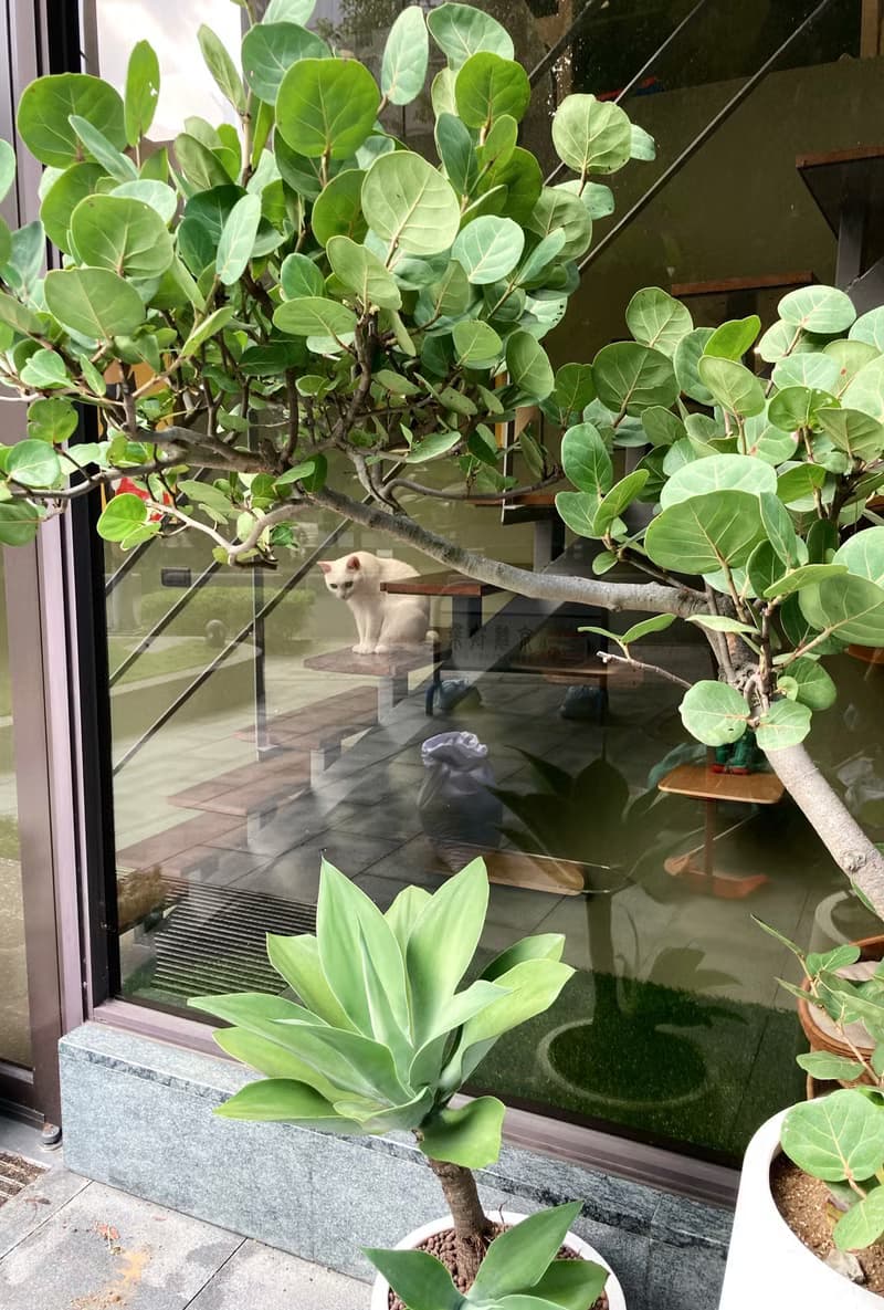 【高光植栽】 翡翠盤龍舌蘭  | 水磨石甕盆