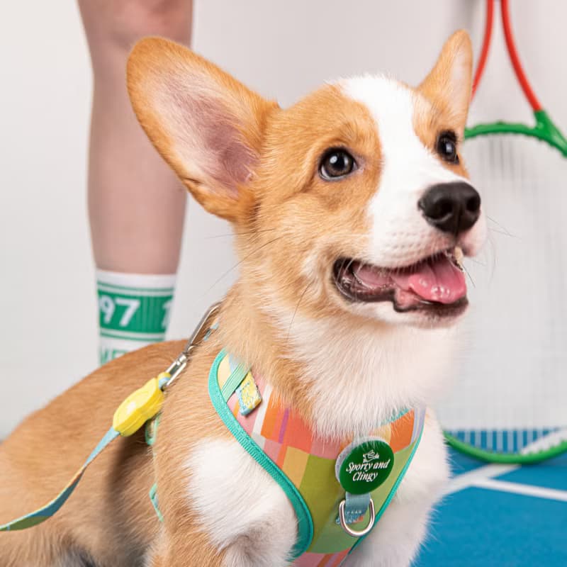 Woofé Tag for DOGGU HARNESS