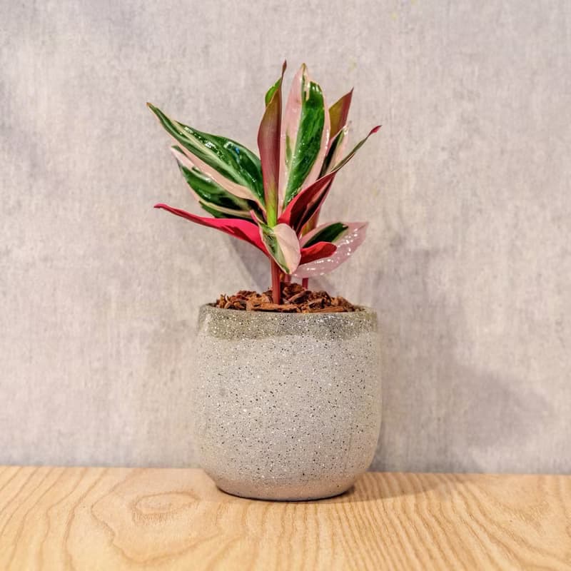 彩虹竹芋 桌上型水泥盆栽 觀葉植物 禮物 盆栽 交換禮物