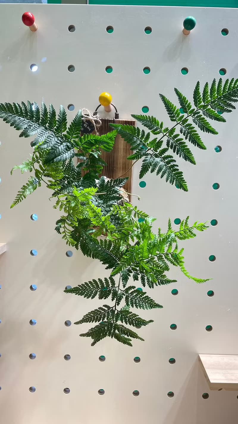 【植蕨所在】 兔腳蕨 居家擺設 牆面擺設 水苔植物 水苔植物上板