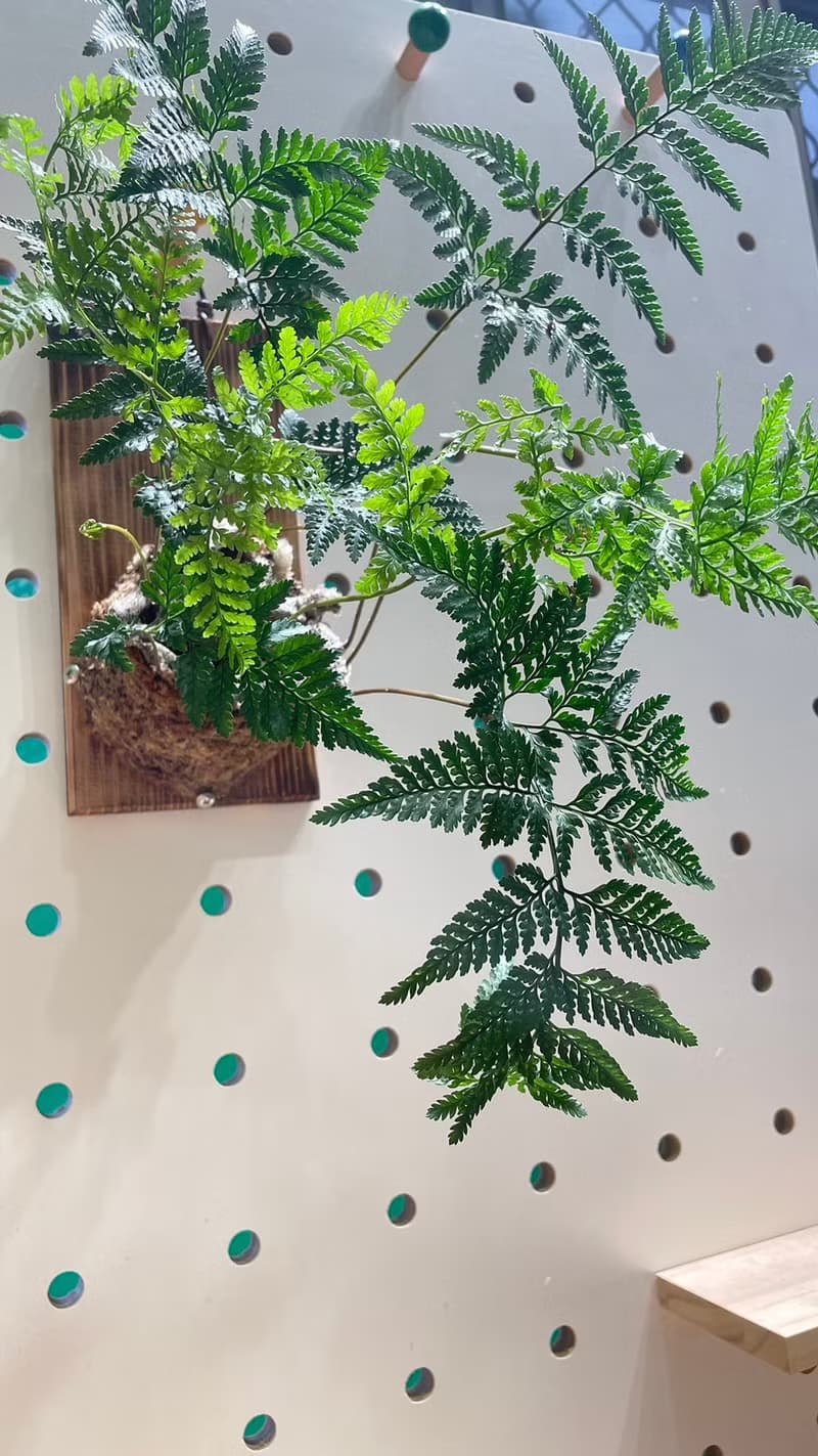 【植蕨所在】 兔腳蕨 居家擺設 牆面擺設 水苔植物 水苔植物上板