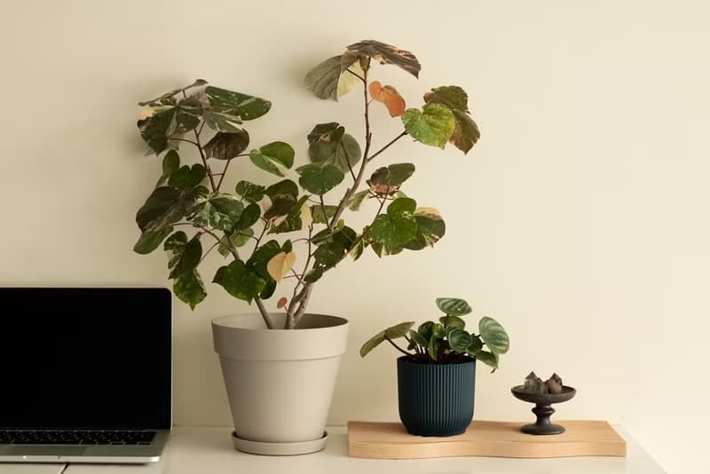 Variegated 斑葉黃槿大植栽