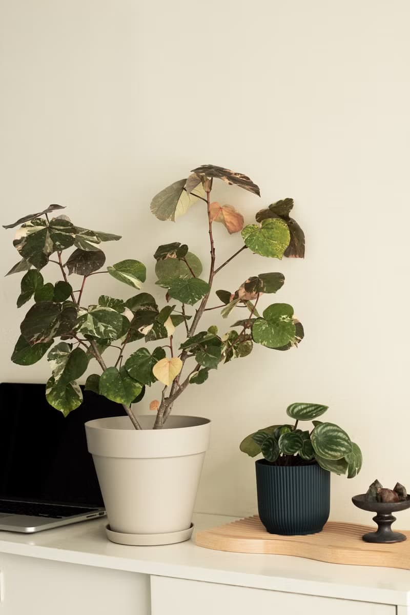 Variegated 斑葉黃槿大植栽