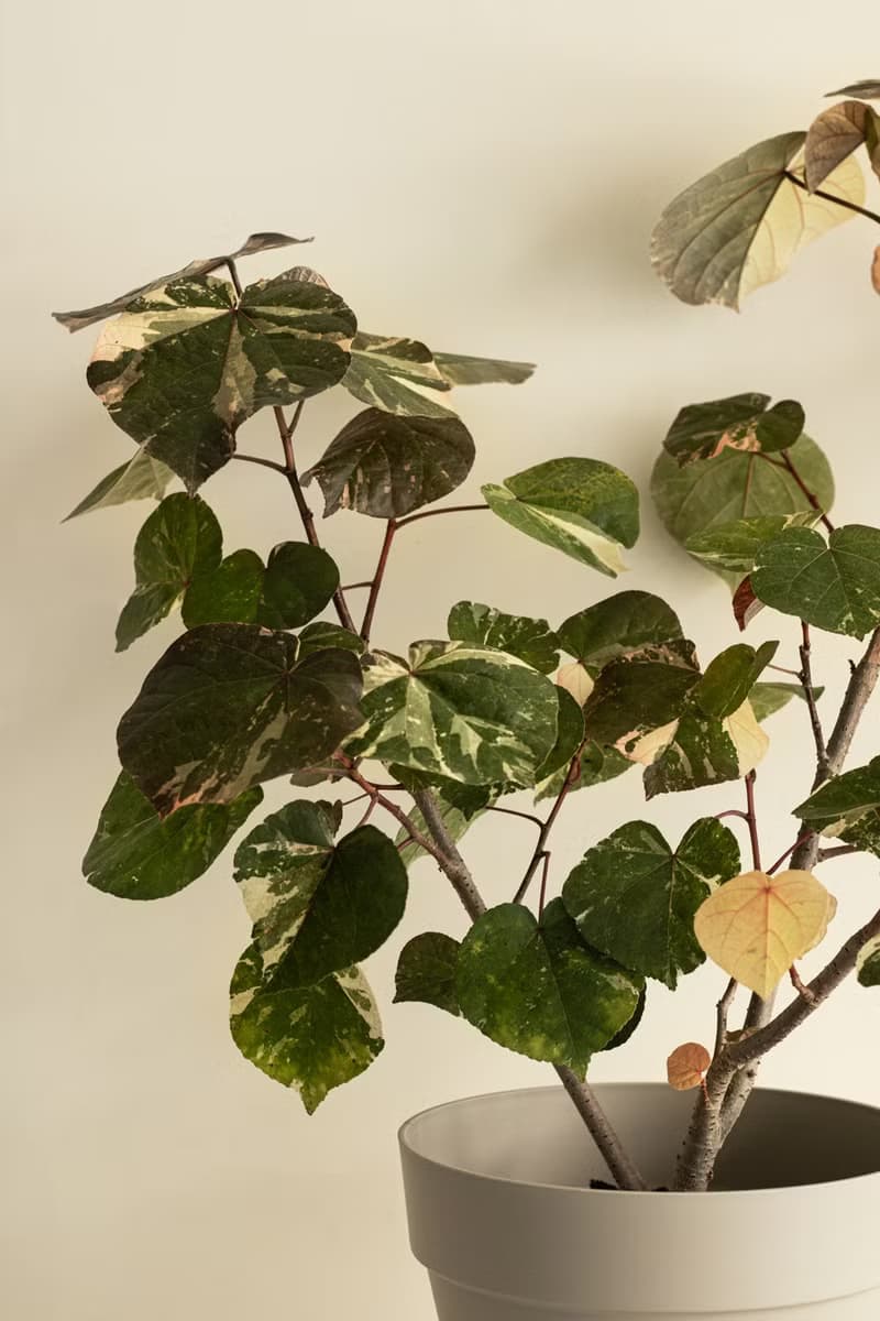 Variegated 斑葉黃槿大植栽