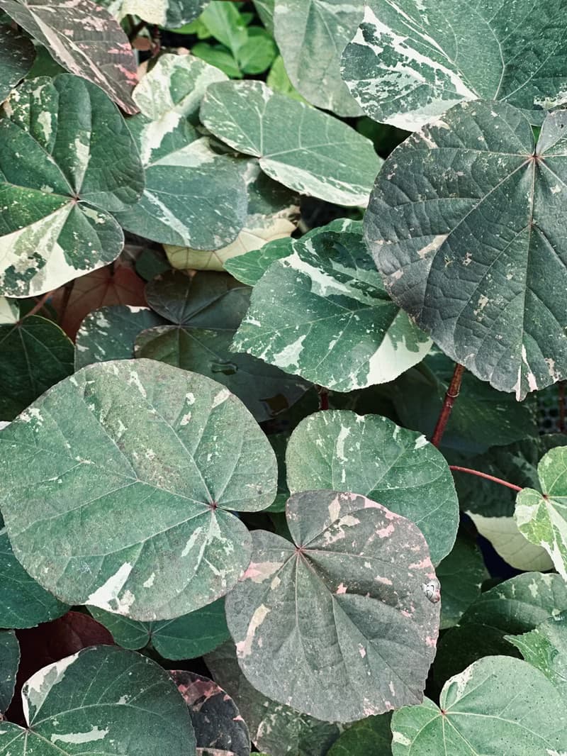 Variegated 斑葉黃槿大植栽
