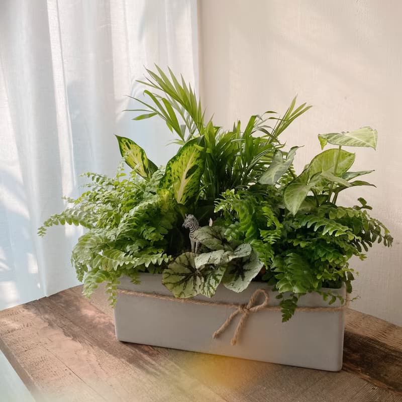 斑馬森林 室內觀葉植物 開幕植栽 森林系植栽