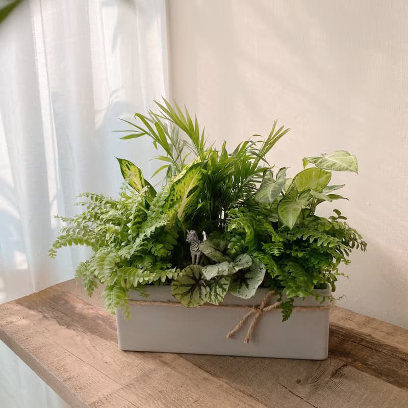 斑馬森林 室內觀葉植物 開幕植栽 森林系植栽