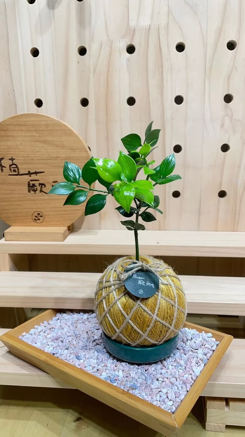 圓葉竹柏 手工編織水苔球植物 淨化空氣 綠色植栽