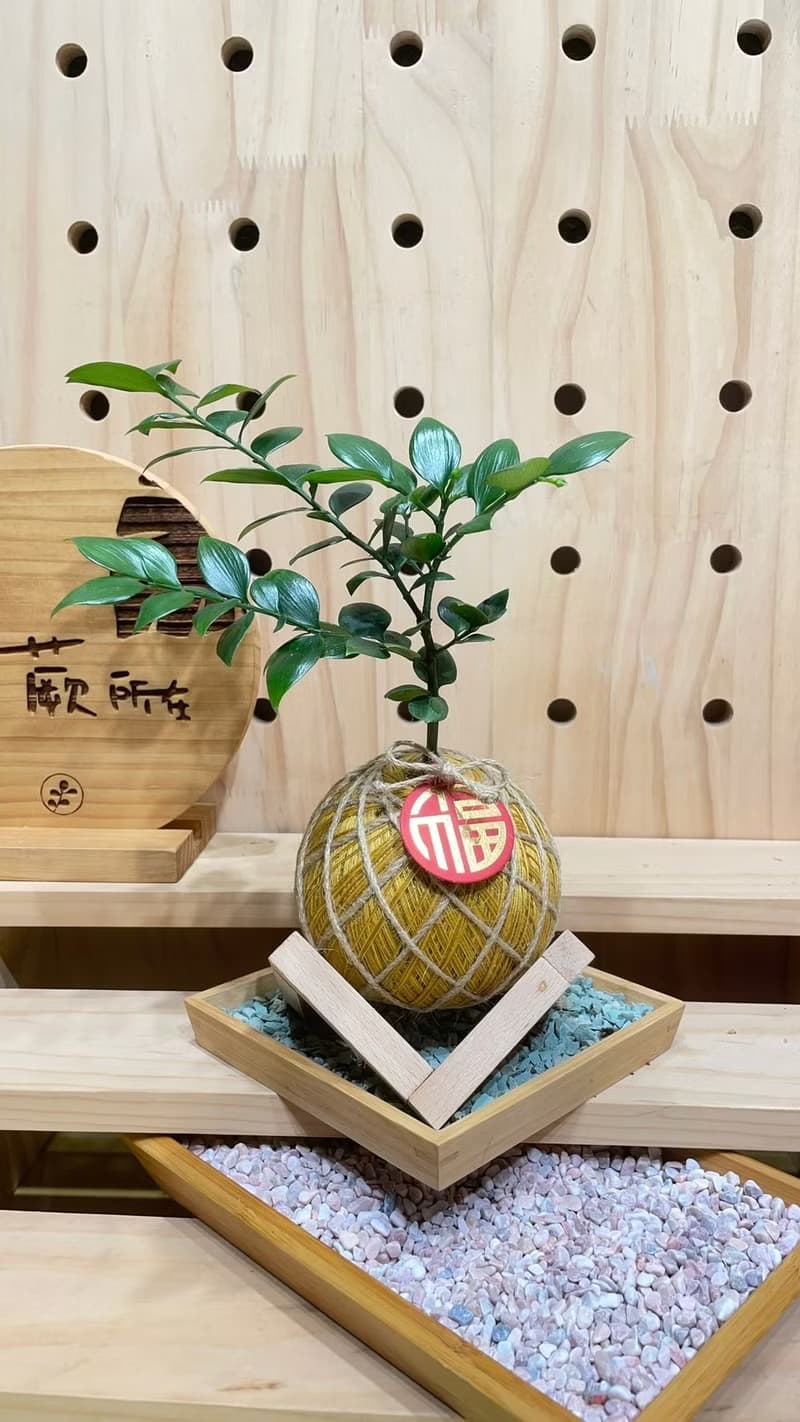 圓葉竹柏 手工編織水苔球植物 淨化空氣 綠色植栽