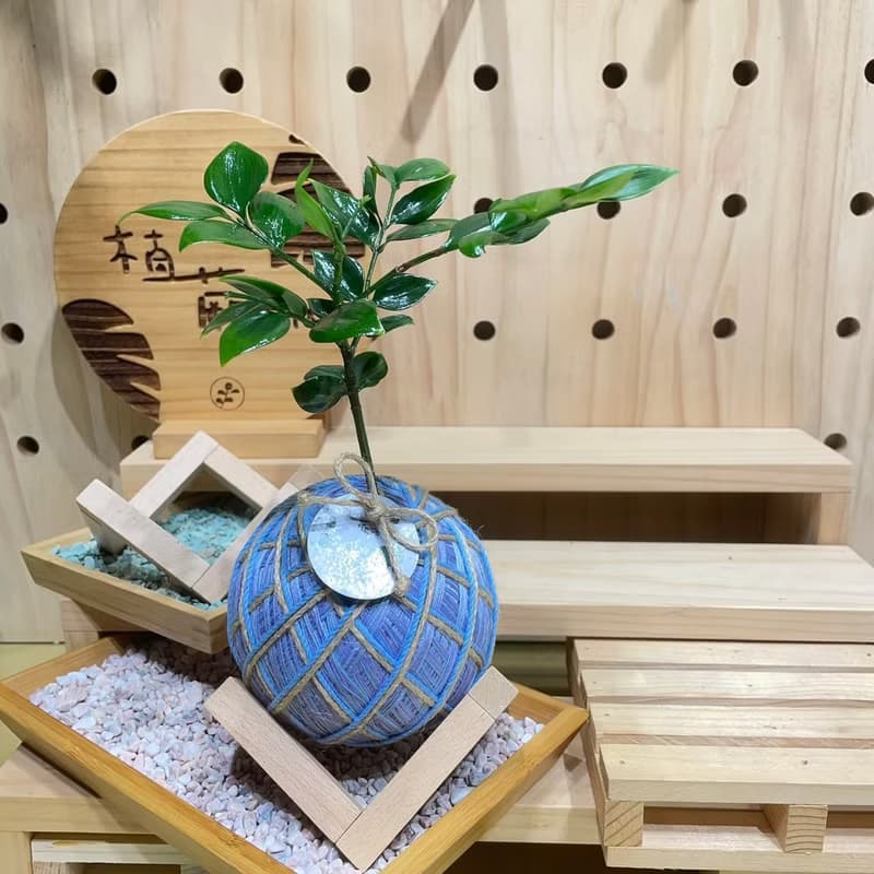 圓葉竹柏 手工編織水苔球植物 淨化空氣 綠色植栽
