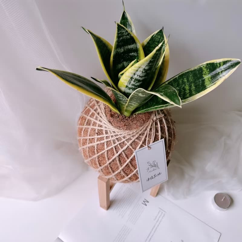 大苔球 虎尾蘭 植栽