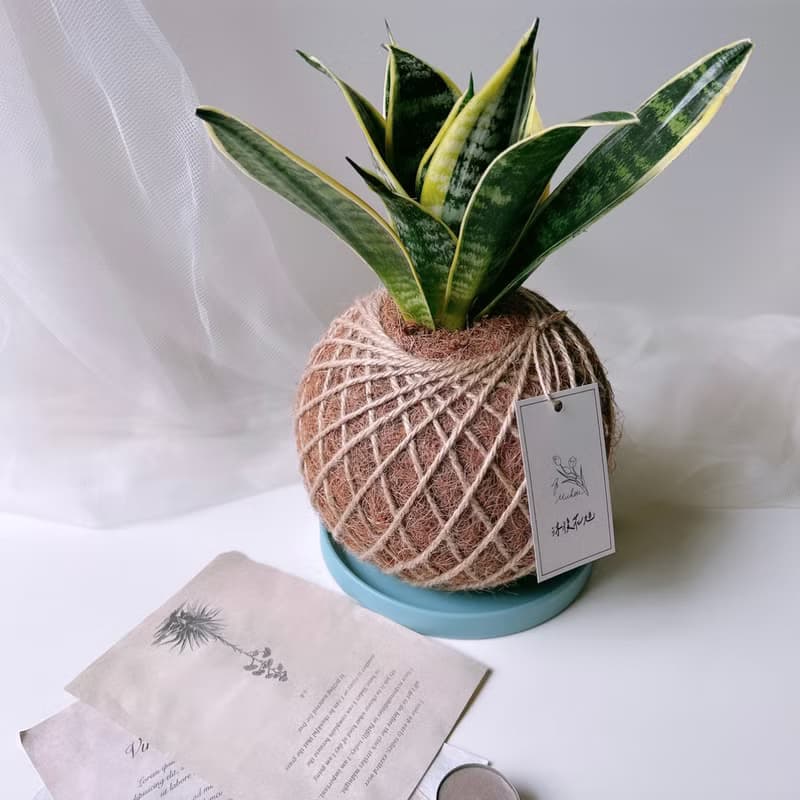 大苔球 虎尾蘭 植栽