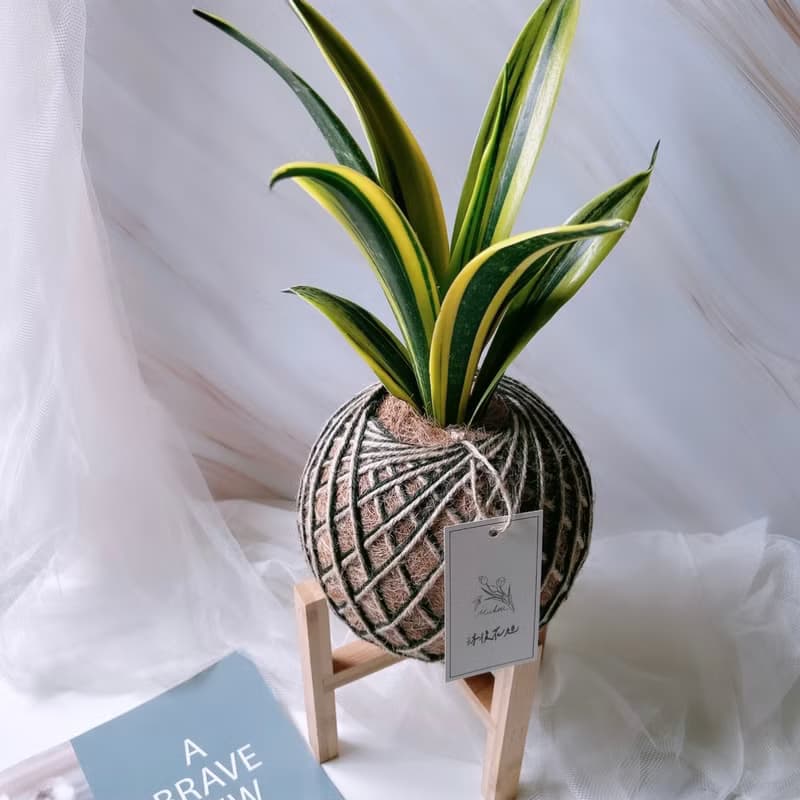 大苔球 虎尾蘭 植栽