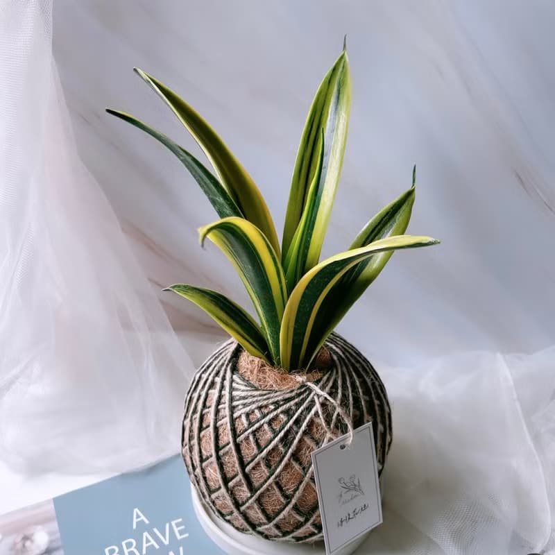 大苔球 虎尾蘭 植栽