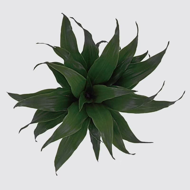 │ 玻璃系列 │阿波羅 - 吸附灰塵 魚水共生 水耕植物 室內盆栽