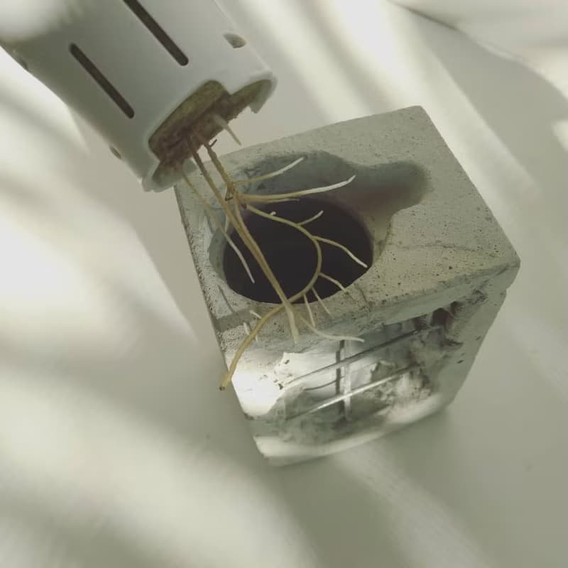 水管水耕重生泥盆