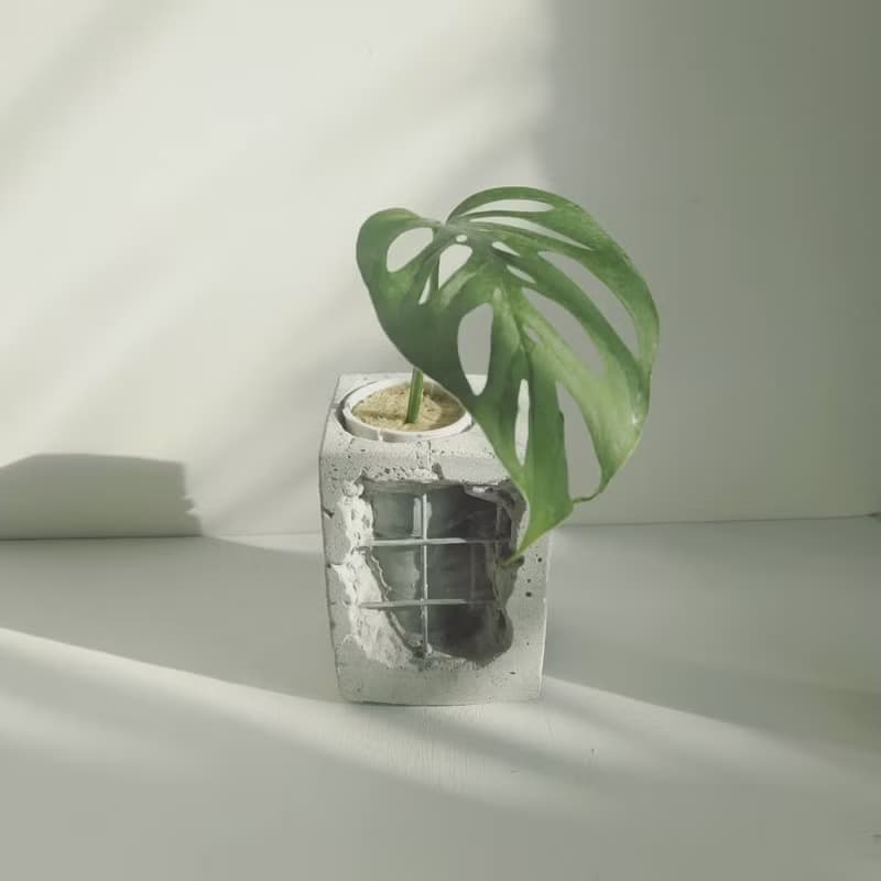 水管水耕重生泥盆