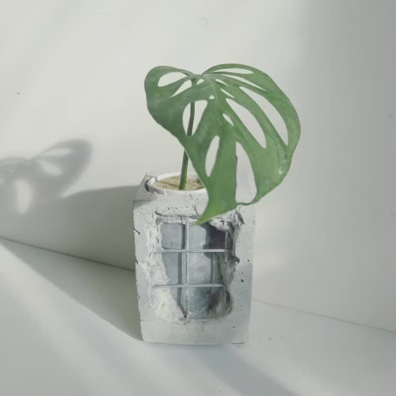 水管水耕重生泥盆