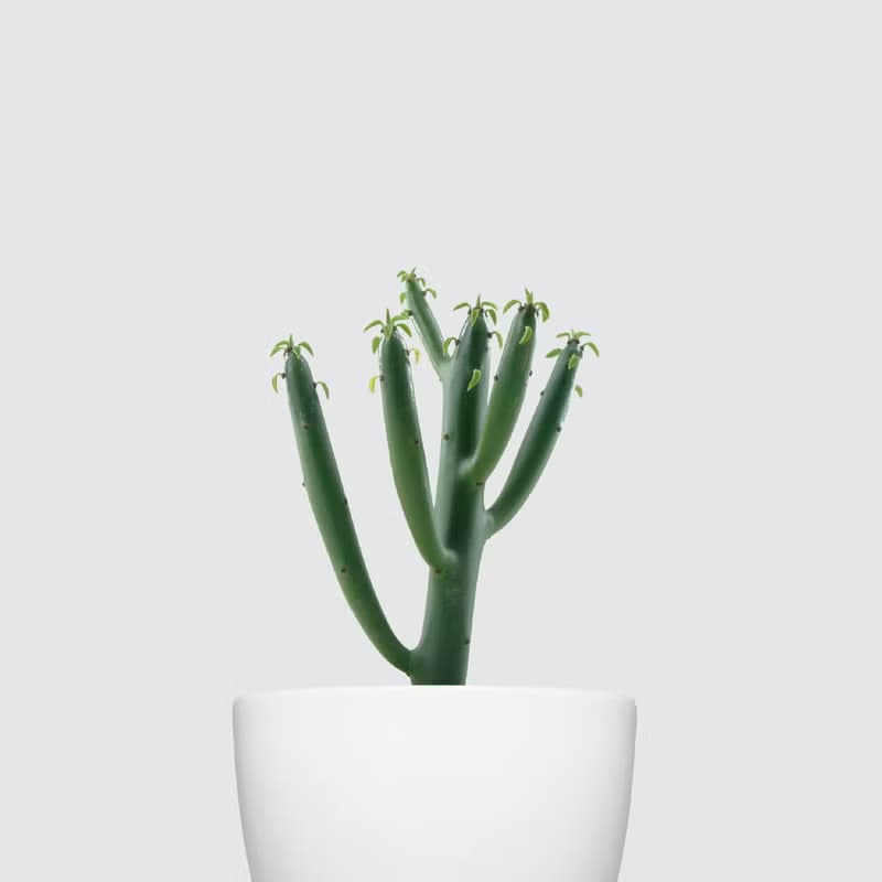 │ 犀力系列 │ 綠珊瑚 - 多肉植物 水耕植物 懶人盆栽