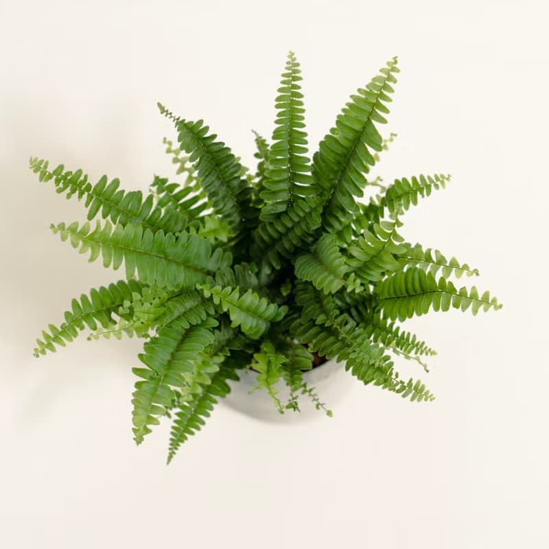 波士頓腎蕨│泥作系列│福所栽