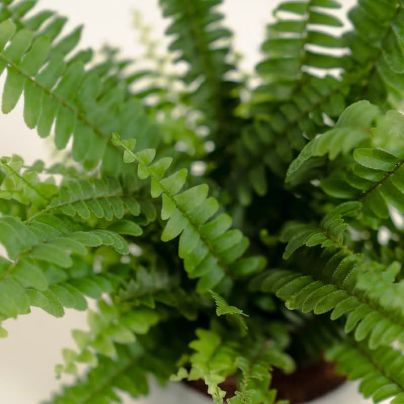 波士頓腎蕨│泥作系列│福所栽