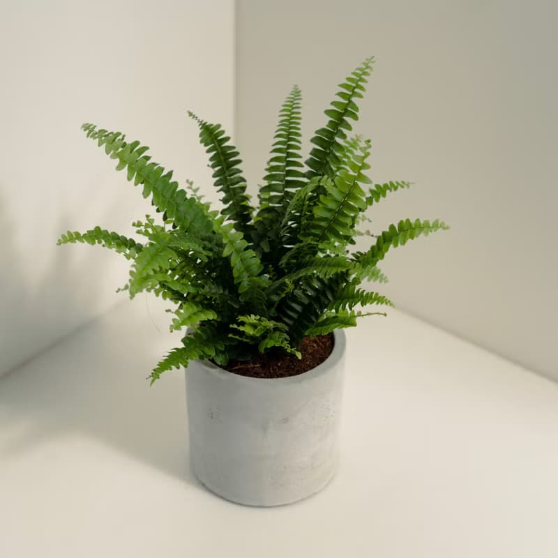 波士頓腎蕨│泥作系列│福所栽