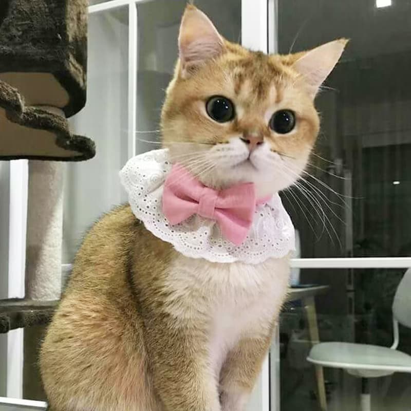Ella Wang Design Lolita Bowtie 寵物 蕾絲 領結 蝴蝶結 羅莉