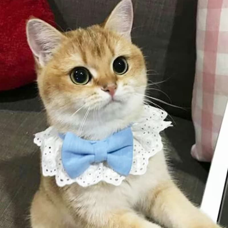Ella Wang Design Lolita Bowtie 寵物 蕾絲 領結 蝴蝶結 羅莉