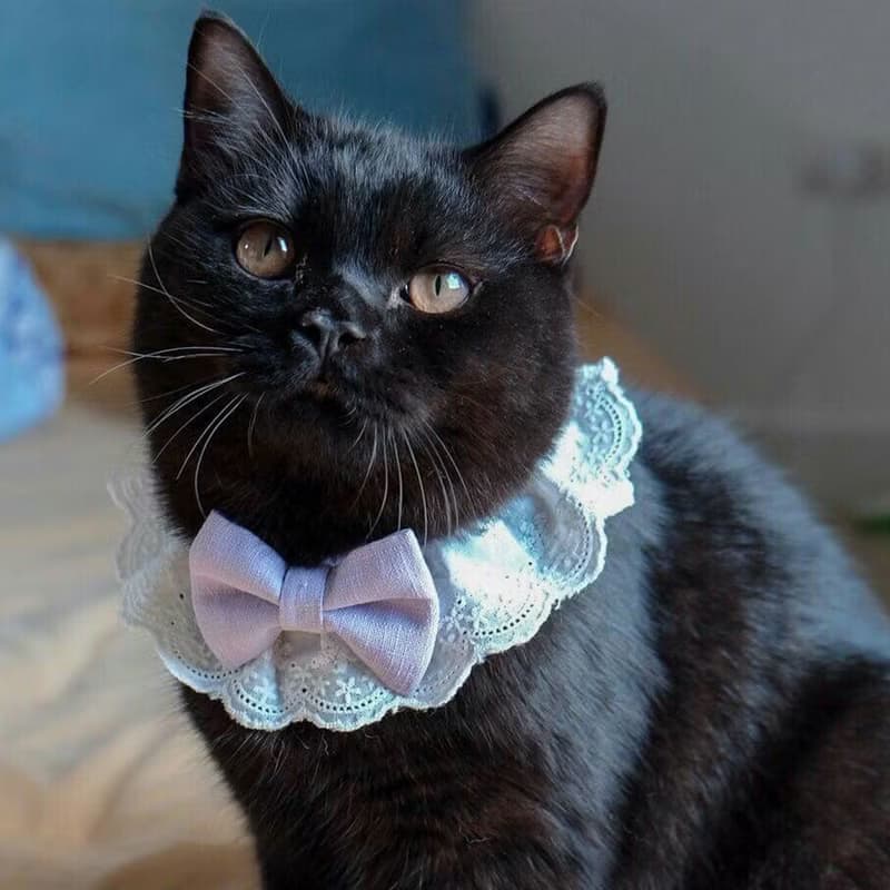 Ella Wang Design Lolita Bowtie 寵物 蕾絲 領結 蝴蝶結 羅莉
