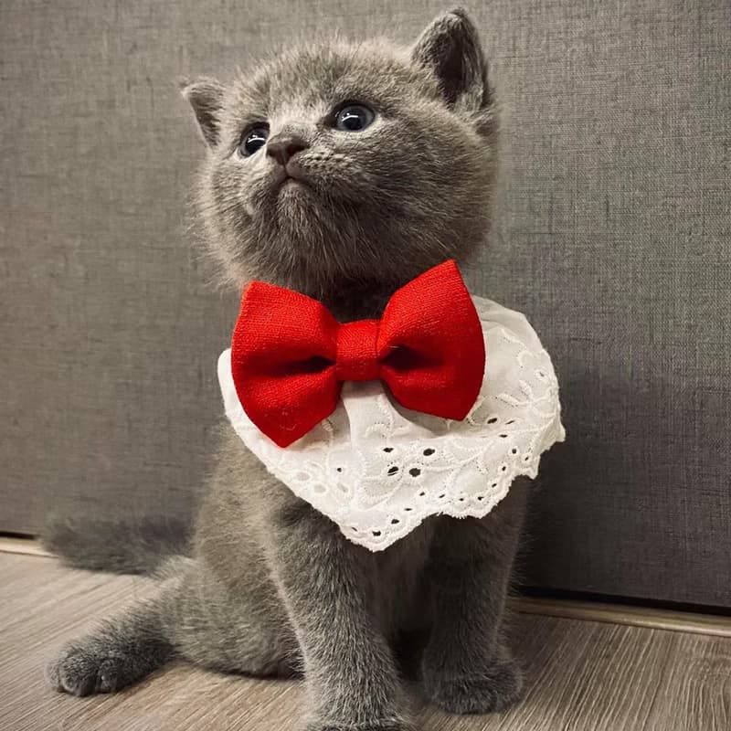 Ella Wang Design Lolita Bowtie 寵物 蕾絲 領結 蝴蝶結 羅莉