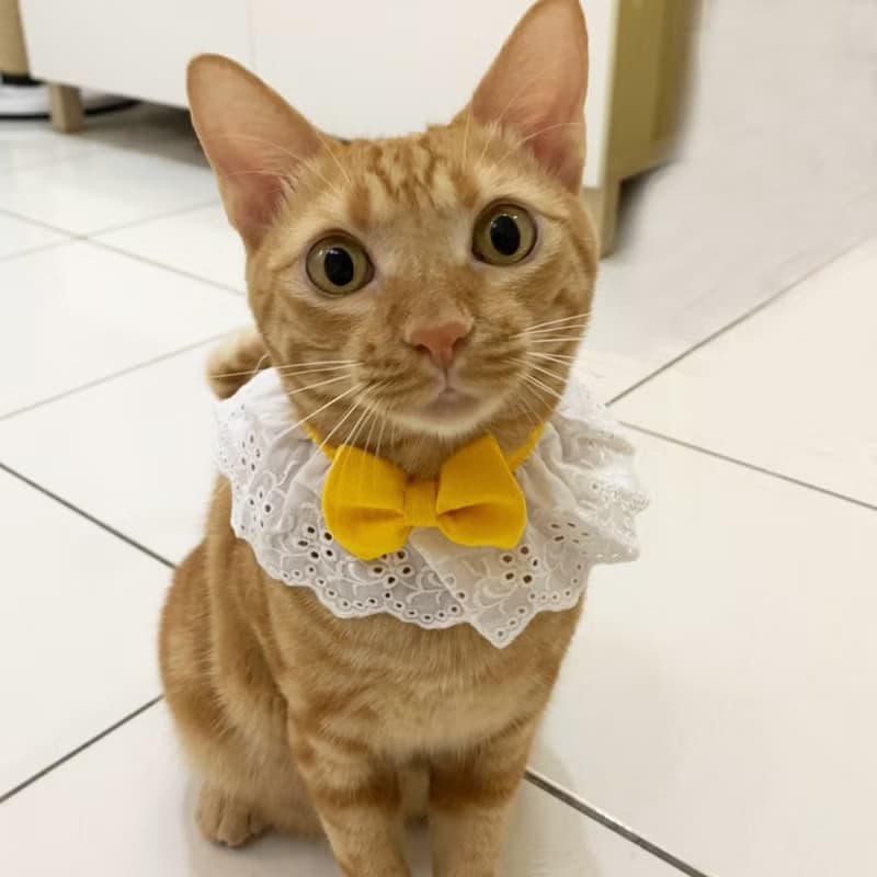Ella Wang Design Lolita Bowtie 寵物 蕾絲 領結 蝴蝶結 羅莉